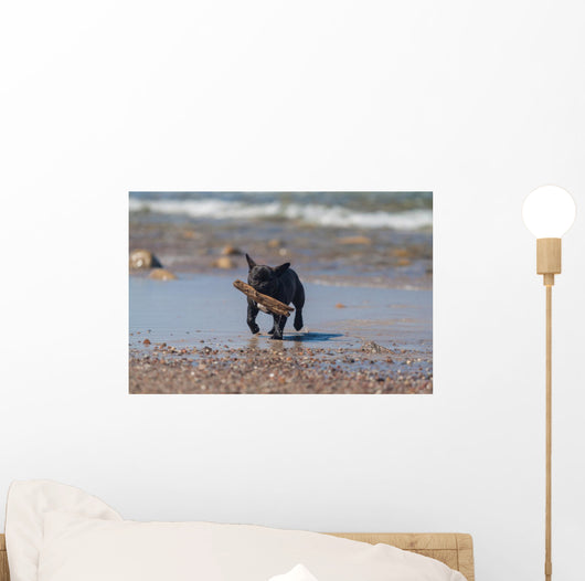 Young French Bulldog Playing Wall Decal