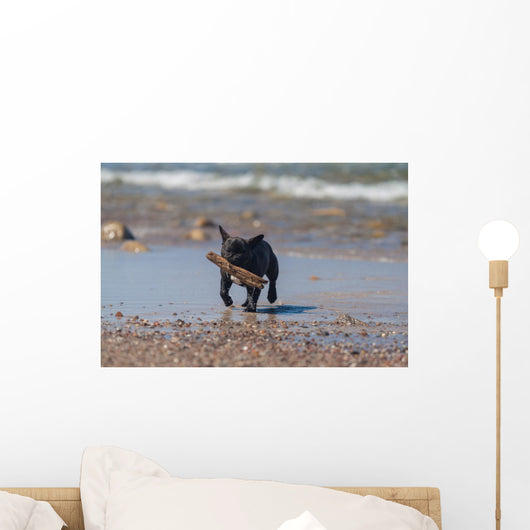 Young French Bulldog Playing Wall Decal