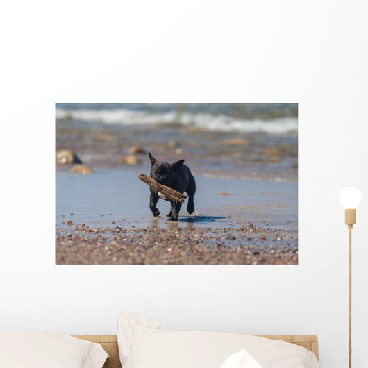 Young French Bulldog Playing Wall Decal