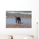 Young French Bulldog Playing Wall Decal