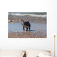 Young French Bulldog Playing Wall Decal