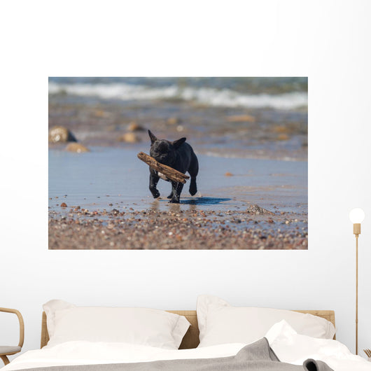 Young French Bulldog Playing Wall Decal