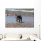 Young French Bulldog Playing Wall Decal