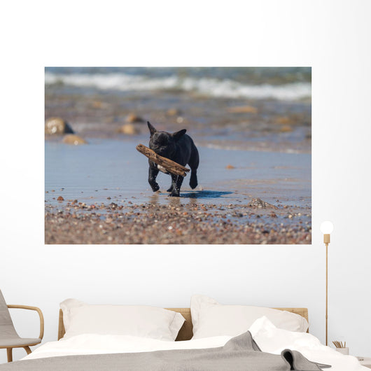 Young French Bulldog Playing Wall Decal