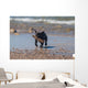 Young French Bulldog Playing Wall Decal