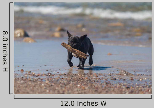 Young French Bulldog Playing Wall Decal