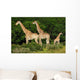 Giraffes Herd Wall Decal