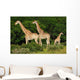 Giraffes Herd Wall Decal