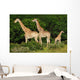Giraffes Herd Wall Decal