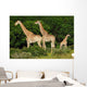 Giraffes Herd Wall Decal
