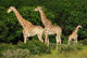 Giraffes Herd Wall Decal