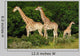 Giraffes Herd Wall Decal
