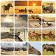 Safari Animal Collage 1 Wall Decal