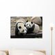 Two Giant Panda Bears Wall Decal