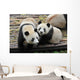 Two Giant Panda Bears Wall Decal