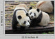 Two Giant Panda Bears Wall Decal