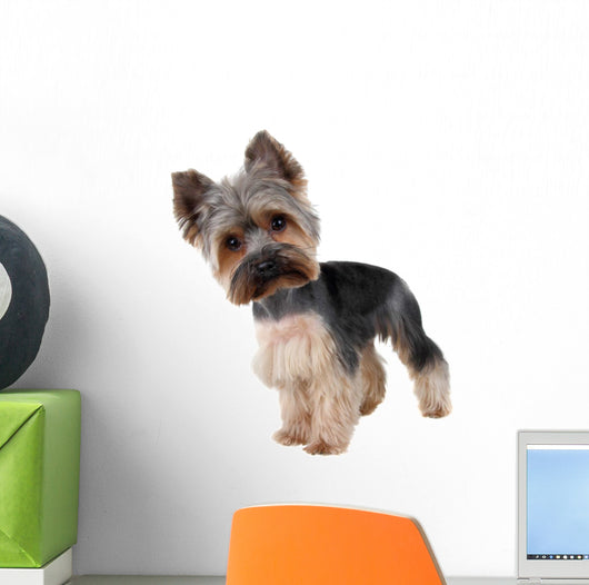 Yorkshire Terrier Front over Wall Decal