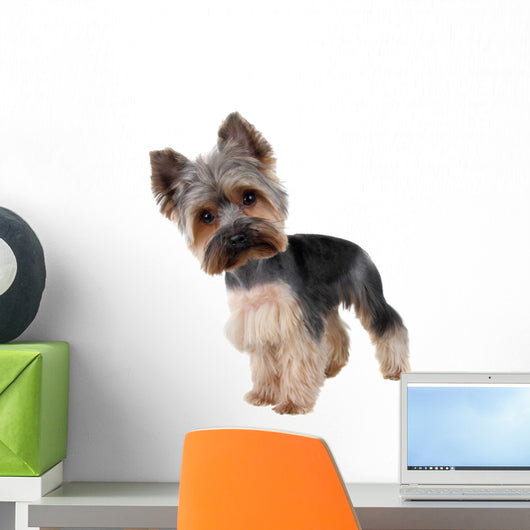 Yorkshire Terrier Front over Wall Decal