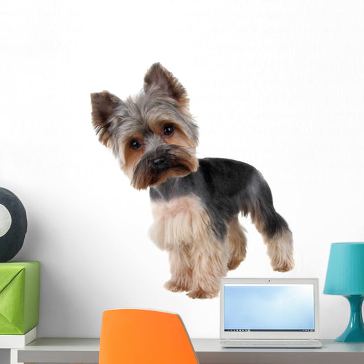Yorkshire Terrier Front over Wall Decal