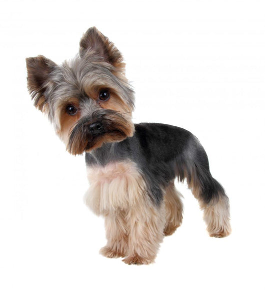 Yorkshire Terrier Front over Wall Decal