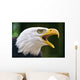 Bald Eagle Haliaeetus Leucocephalus Wall Decal