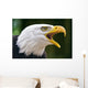 Bald Eagle Haliaeetus Leucocephalus Wall Decal