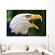 Bald Eagle Haliaeetus Leucocephalus Wall Decal