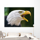 Bald Eagle Haliaeetus Leucocephalus Wall Decal