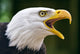 Bald Eagle Haliaeetus Leucocephalus Wall Decal