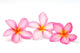 Frangipani Flowers Wall Decal