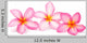 Frangipani Flowers Wall Decal