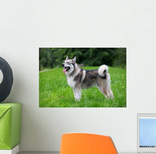 Young Alaskan Malamute Walk Wall Decal