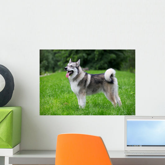 Young Alaskan Malamute Walk Wall Decal
