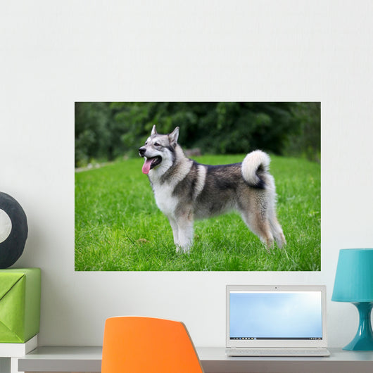 Young Alaskan Malamute Walk Wall Decal