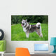 Young Alaskan Malamute Walk Wall Decal