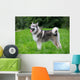 Young Alaskan Malamute Walk Wall Decal