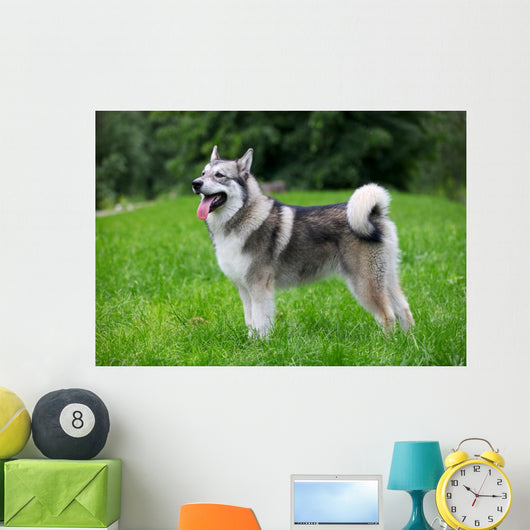 Young Alaskan Malamute Walk Wall Decal