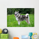 Young Alaskan Malamute Walk Wall Decal