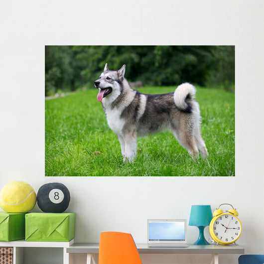 Young Alaskan Malamute Walk Wall Decal