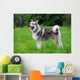 Young Alaskan Malamute Walk Wall Decal