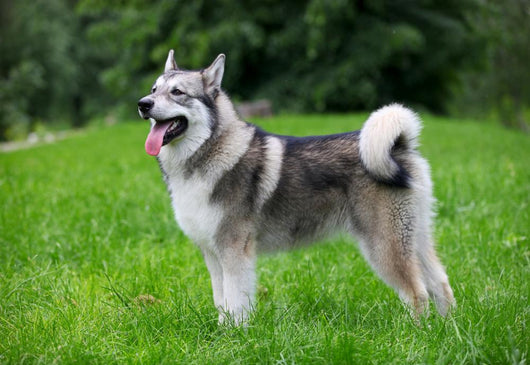 Young Alaskan Malamute Walk Wall Decal