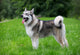 Young Alaskan Malamute Walk Wall Decal