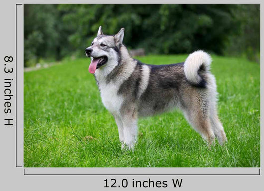 Young Alaskan Malamute Walk Wall Decal