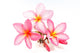 Pink Frangipani Flowers Wall Decal