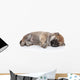Shiba Inu Puppy Sleep Wall Decal