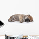 Shiba Inu Puppy Sleep Wall Decal