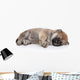 Shiba Inu Puppy Sleep Wall Decal