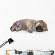 Shiba Inu Puppy Sleep Wall Decal