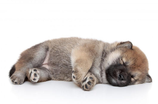 Shiba Inu Puppy Sleep Wall Decal