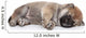 Shiba Inu Puppy Sleep Wall Decal